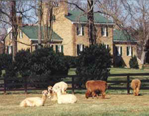 prince william county farm tour, alpaca