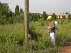 A spray crew treats foliage near a NOVEC pole