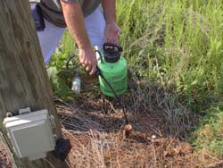 Tree stumps are treated with a Garlon/Stalker mix