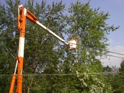 Tree crews patrol miles of overhead line to trim trees as necessary