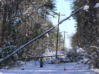 A NOVEC tree-trimmer prepares to remove a fallen tree from electric lines in preparation for the line repair crew.