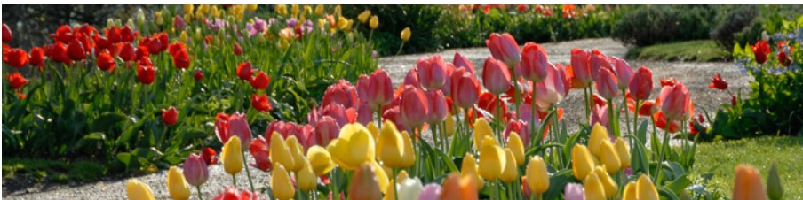 Tulips from Garden Club of Virginia